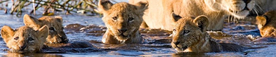 Lion Cubs in the Okavango Delta